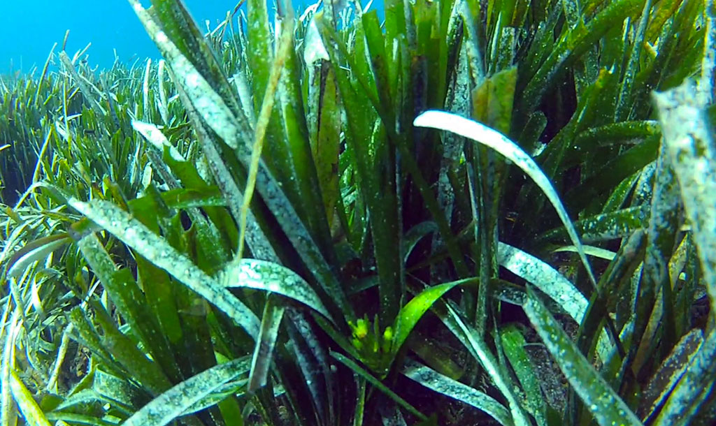img_cursos_especialidad_posidonia